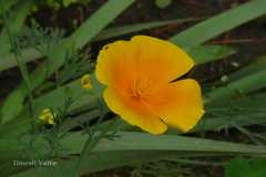 Eschscholzia californica